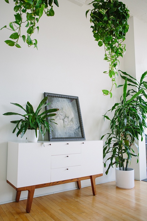 Focus : Comment décorer avec des plantes d'intérieur ? | www.decocrush.fr