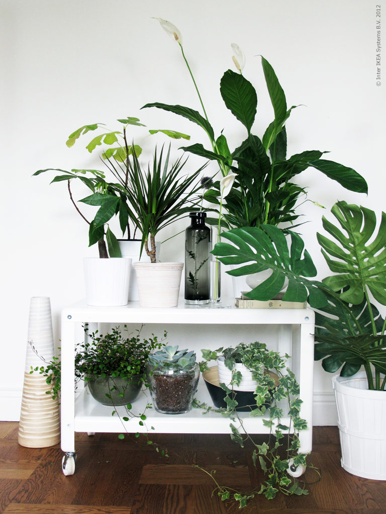 www.decocrush.fr | Conseils déco : Quelles plantes pour...mon salon ?